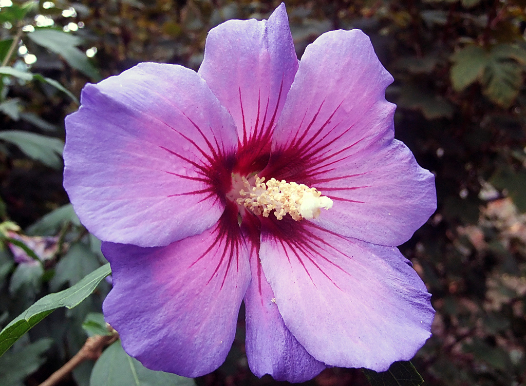 rose of sharon